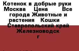 Котенок в добрые руки. Москва. › Цена ­ 5 - Все города Животные и растения » Кошки   . Ставропольский край,Железноводск г.